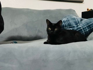 BOOTHANG (F), an adoptable Domestic Short Hair in Chico, CA, 95973 | Photo Image 3