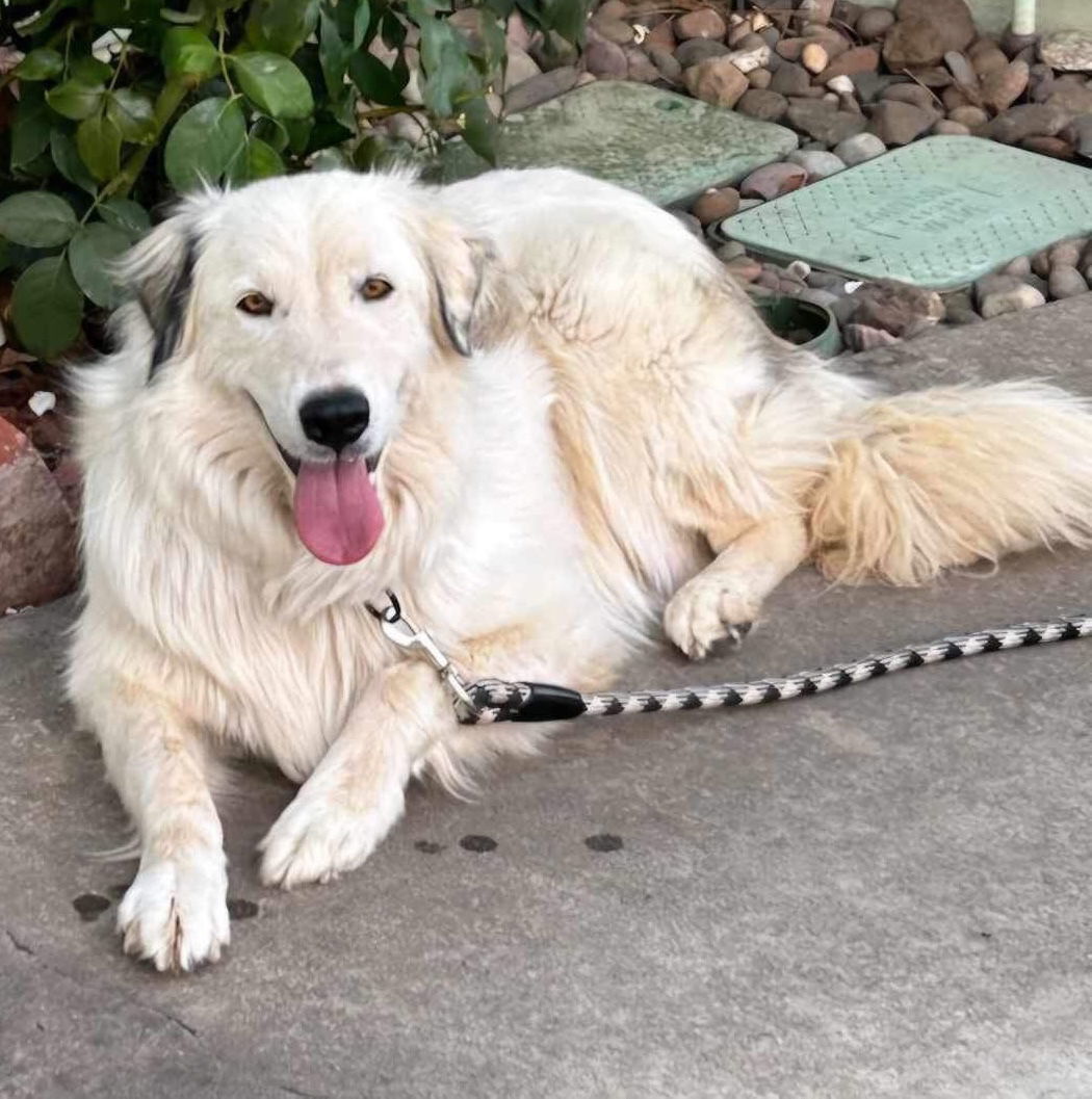 Willow, an adoptable Great Pyrenees in Yreka, CA, 96097 | Photo Image 1