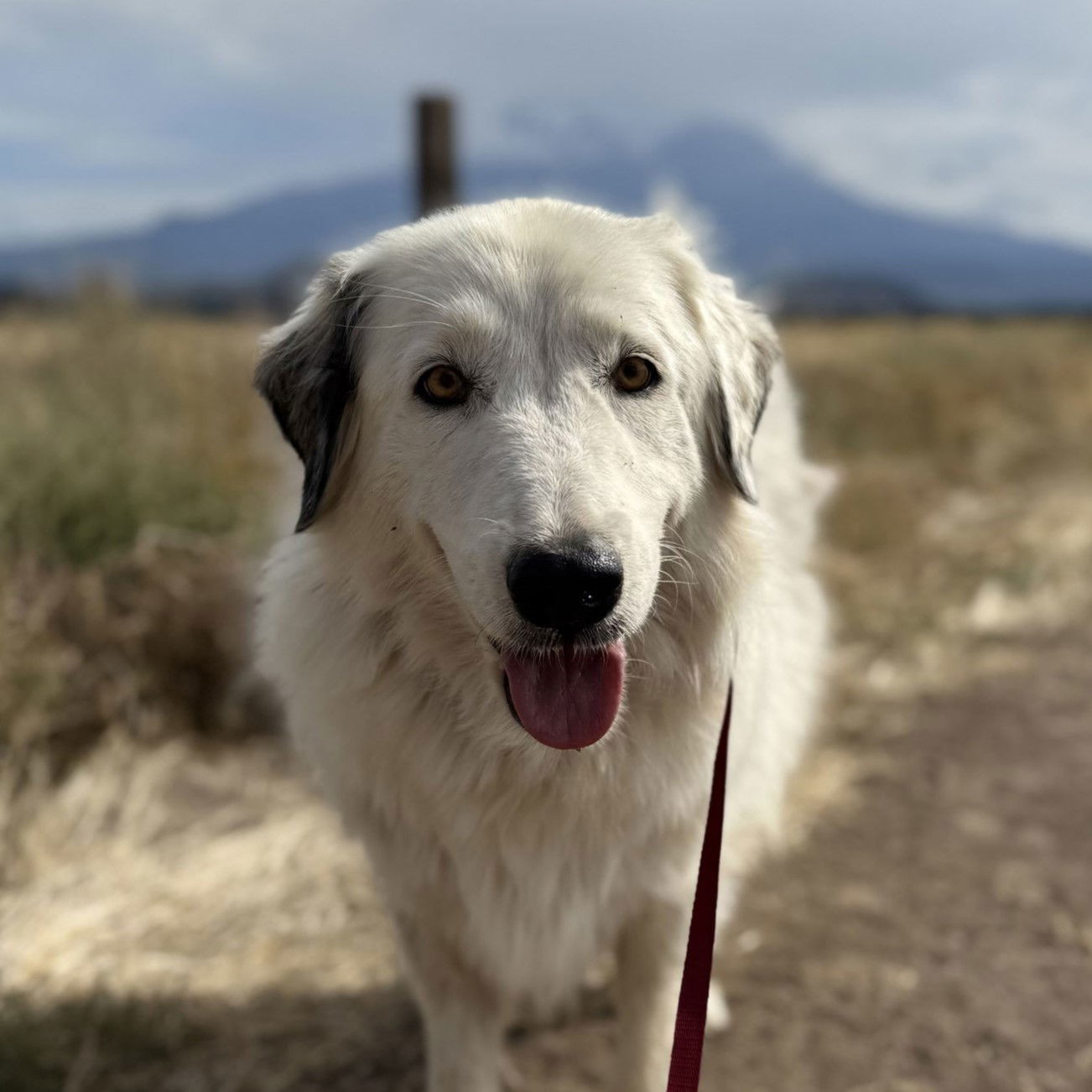 Willow, an adoptable Great Pyrenees in Yreka, CA, 96097 | Photo Image 1