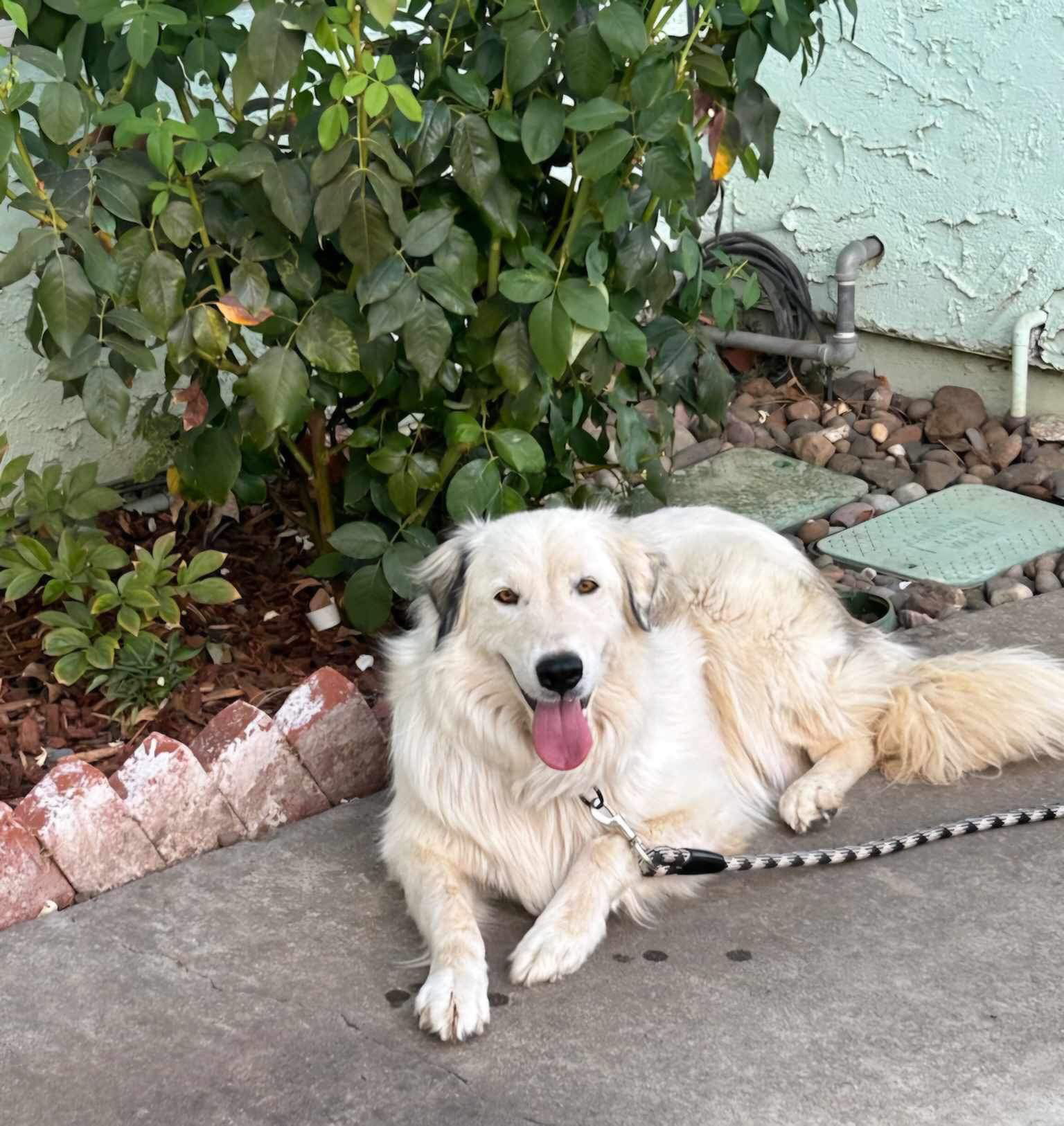 Willow, an adoptable Great Pyrenees in Yreka, CA, 96097 | Photo Image 2