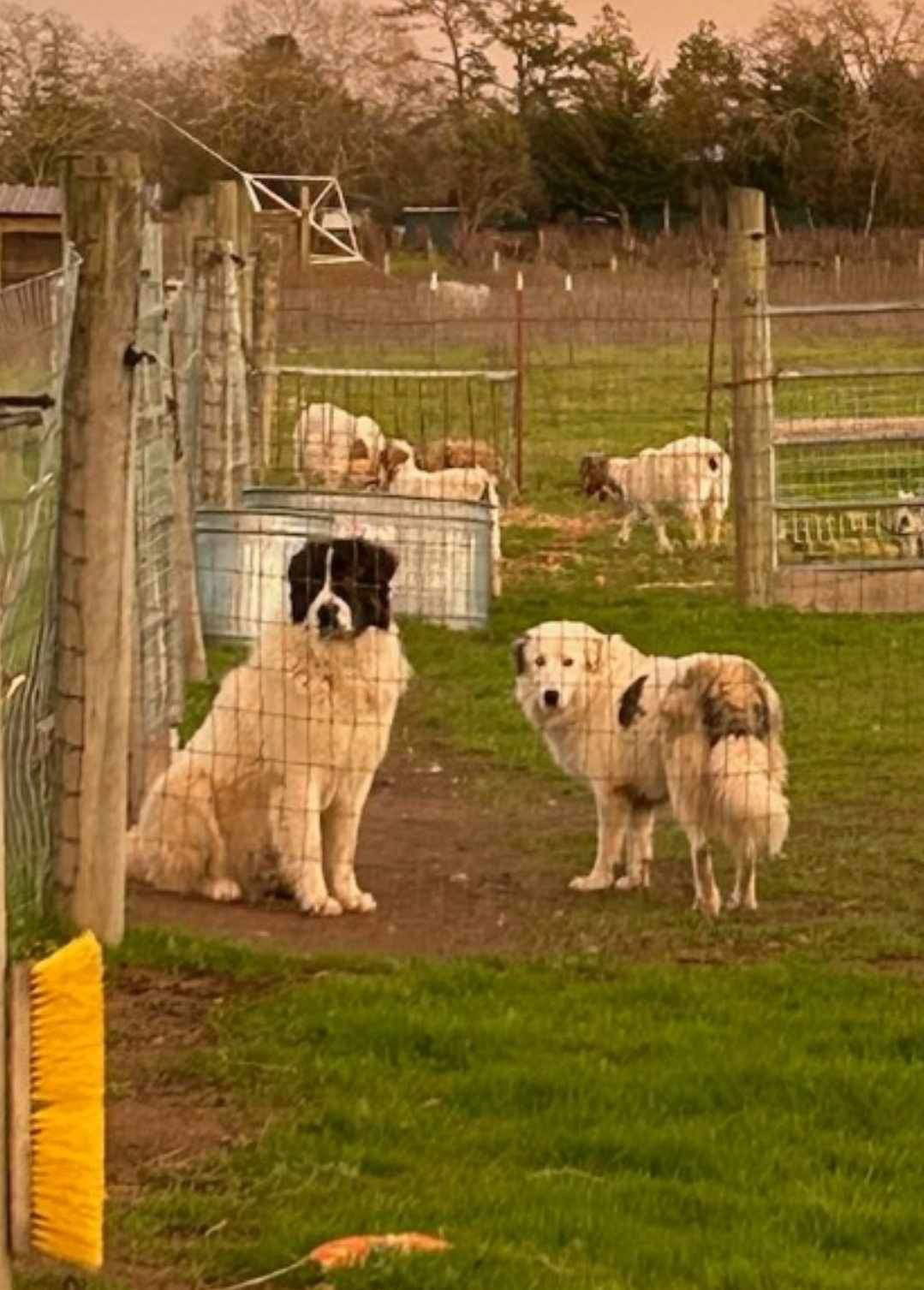 Willow, an adoptable Great Pyrenees in Yreka, CA, 96097 | Photo Image 3