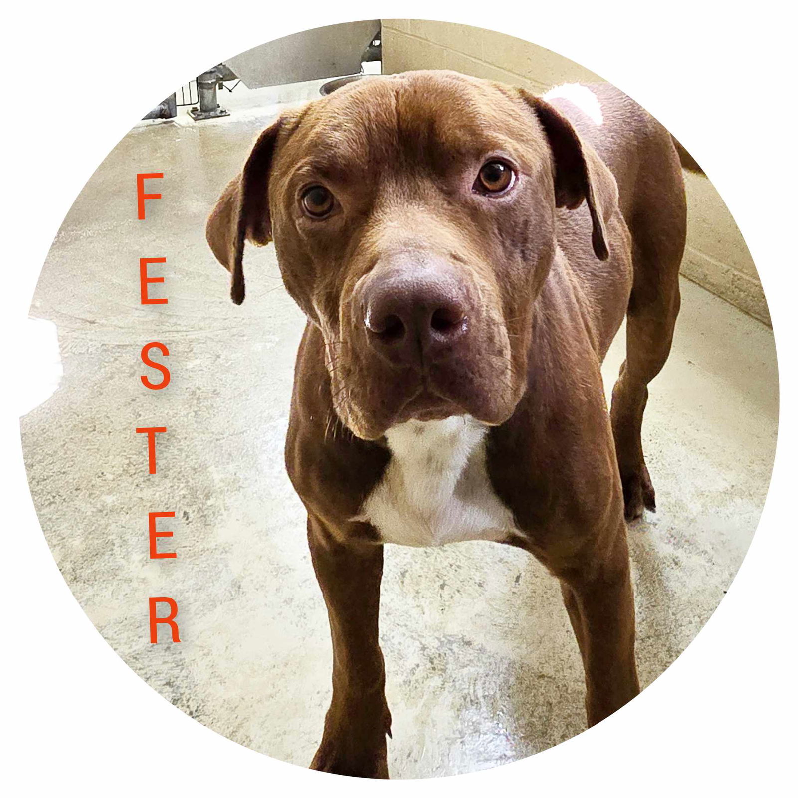 Fester