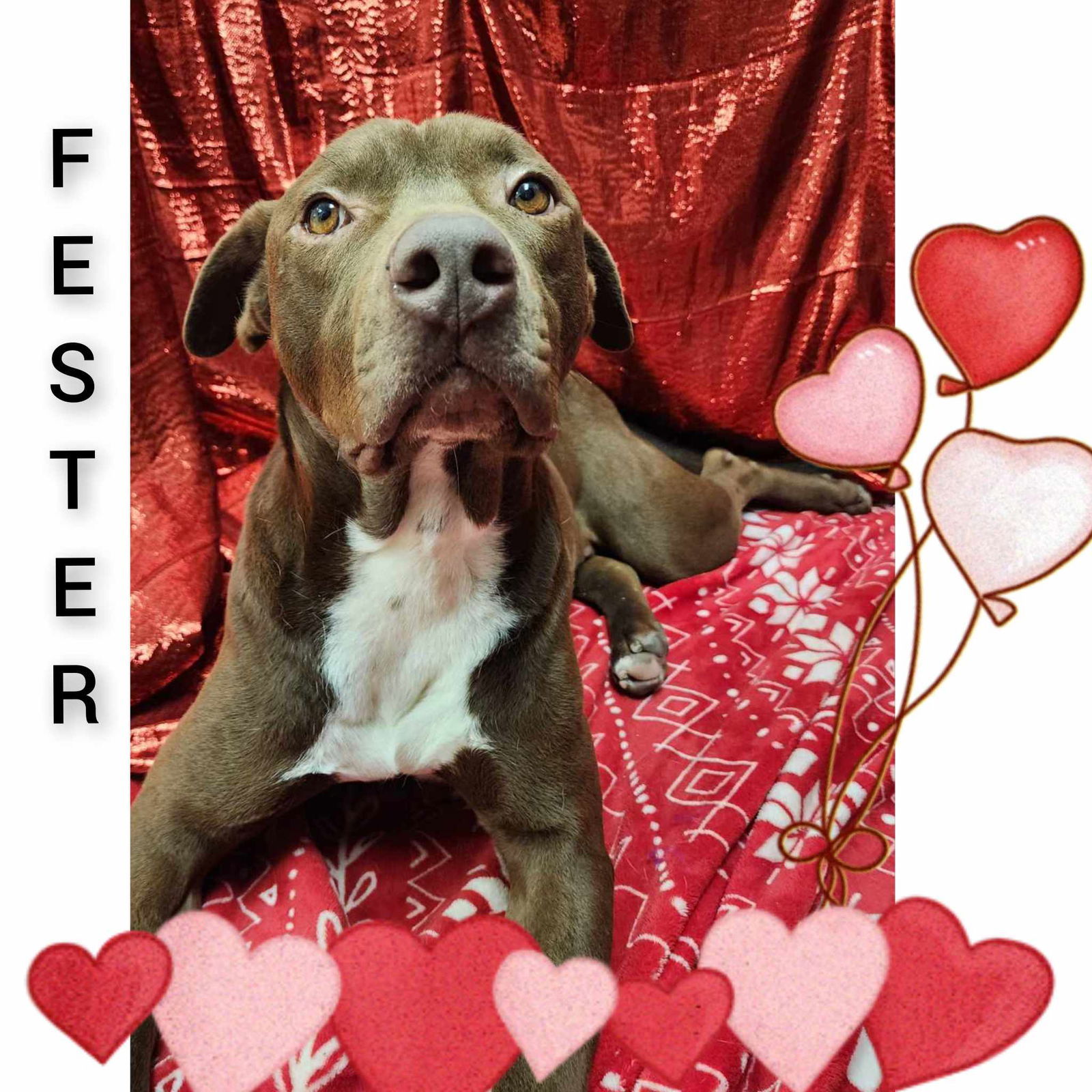 Fester