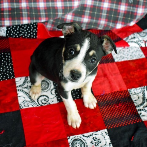 Aspen (24-4D-3), an adoptable Pit Bull Terrier, Shepherd in Rifle, CO, 81650 | Photo Image 1