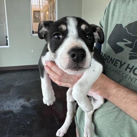 Aspen (24-4D-3), an adoptable Pit Bull Terrier, Shepherd in Rifle, CO, 81650 | Photo Image 2