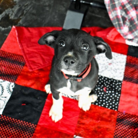 Oak (24-4D-5), an adoptable Pit Bull Terrier, Shepherd in Rifle, CO, 81650 | Photo Image 1