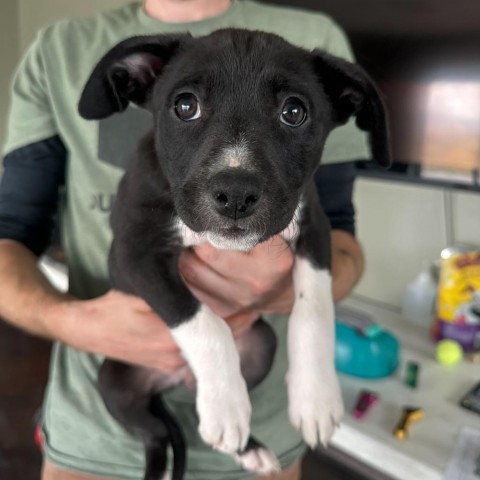 Oak (24-4D-5), an adoptable Pit Bull Terrier, Shepherd in Rifle, CO, 81650 | Photo Image 2