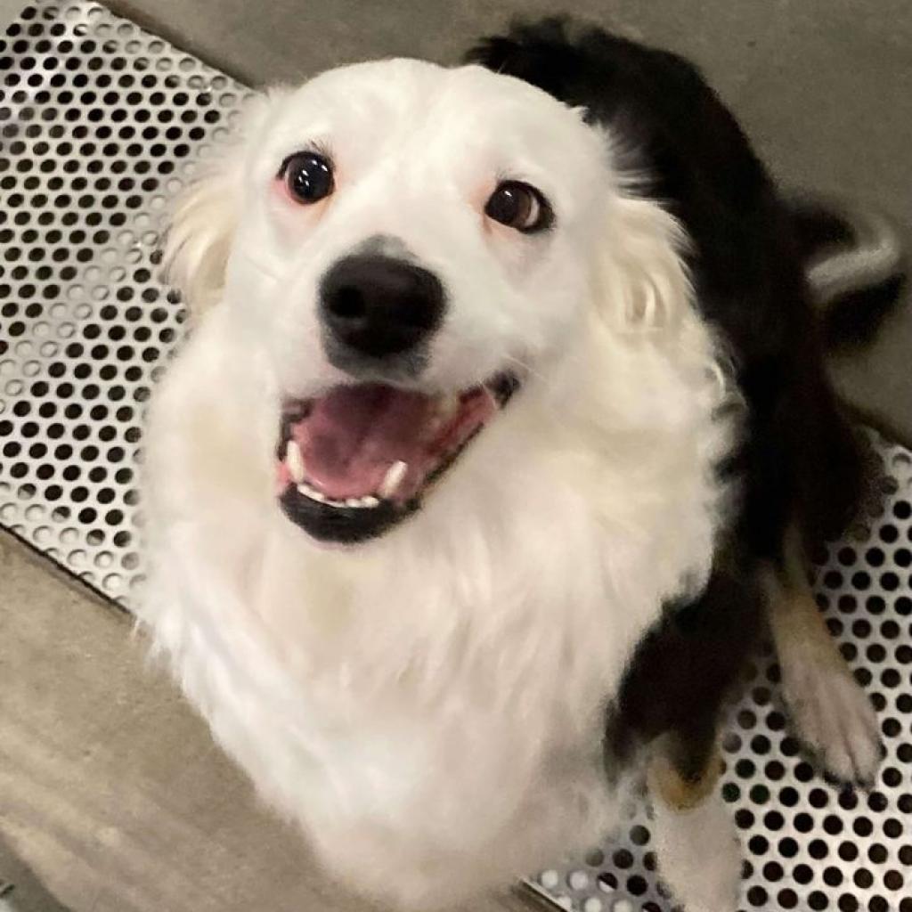 Elvira, an adoptable Border Collie in Buffalo, WY, 82834 | Photo Image 1