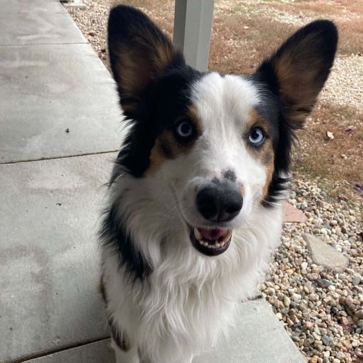 Hank, an adoptable Border Collie in Buffalo, WY, 82834 | Photo Image 1