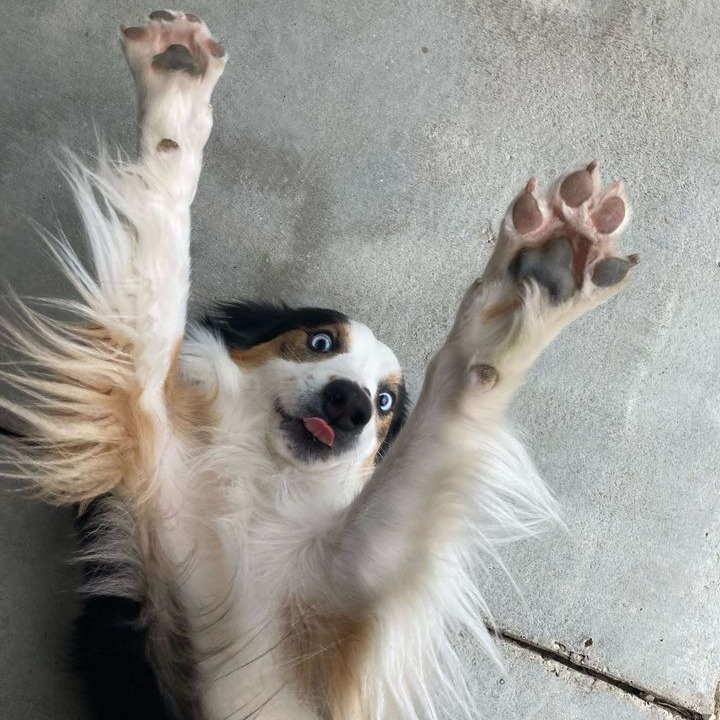 Hank, an adoptable Border Collie in Buffalo, WY, 82834 | Photo Image 2