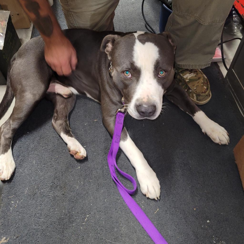 Dozer, an adoptable Pit Bull Terrier in Bismarck, ND, 58507 | Photo Image 1