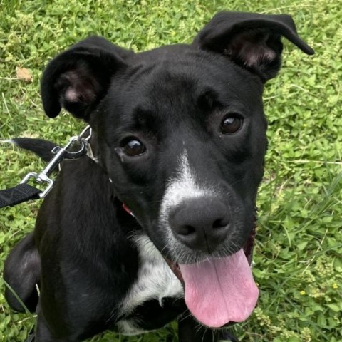 Shadow, an adoptable Boxer, Labrador Retriever in Laredo, TX, 78041 | Photo Image 1