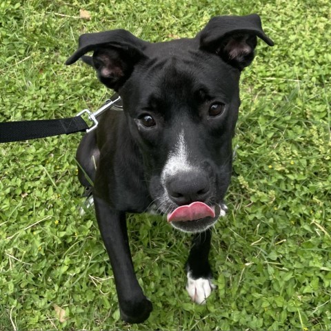 Shadow, an adoptable Boxer, Labrador Retriever in Laredo, TX, 78041 | Photo Image 2