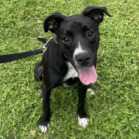 Shadow, an adoptable Boxer, Labrador Retriever in Laredo, TX, 78041 | Photo Image 3