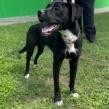 Shadow, an adoptable Boxer, Labrador Retriever in Laredo, TX, 78041 | Photo Image 4