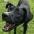 Shadow, an adoptable Boxer, Labrador Retriever in Laredo, TX, 78041 | Photo Image 5