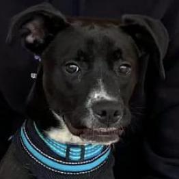 Shadow, an adoptable Boxer, Labrador Retriever in Laredo, TX, 78041 | Photo Image 6