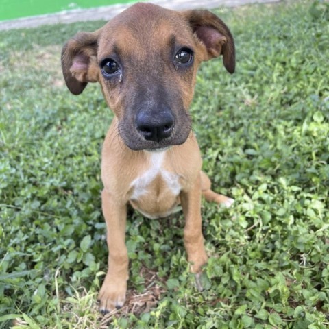 Tina, an adoptable German Shorthaired Pointer in Laredo, TX, 78041 | Photo Image 3