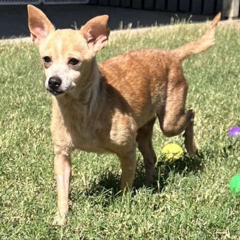 Autumn, an adoptable Chihuahua in Laredo, TX, 78041 | Photo Image 1