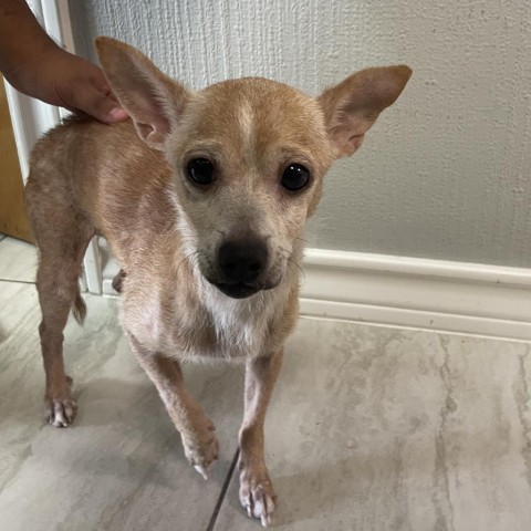 Autumn, an adoptable Chihuahua in Laredo, TX, 78041 | Photo Image 2