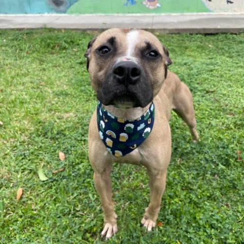 Simba, an adoptable Pit Bull Terrier in Laredo, TX, 78041 | Photo Image 1