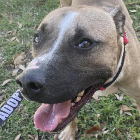 Simba, an adoptable Pit Bull Terrier in Laredo, TX, 78041 | Photo Image 2