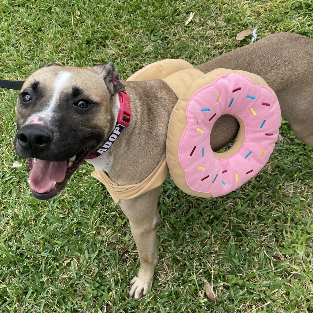 Simba, an adoptable Pit Bull Terrier in Laredo, TX, 78041 | Photo Image 2
