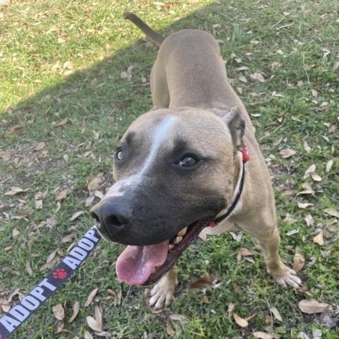 Simba, an adoptable Pit Bull Terrier in Laredo, TX, 78041 | Photo Image 3