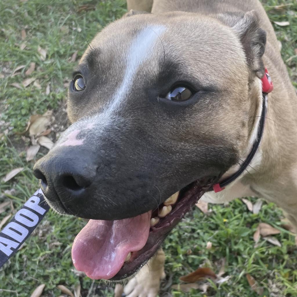 Simba, an adoptable Pit Bull Terrier in Laredo, TX, 78041 | Photo Image 3