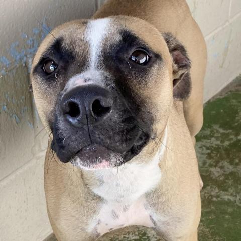 Simba, an adoptable Pit Bull Terrier in Laredo, TX, 78041 | Photo Image 5