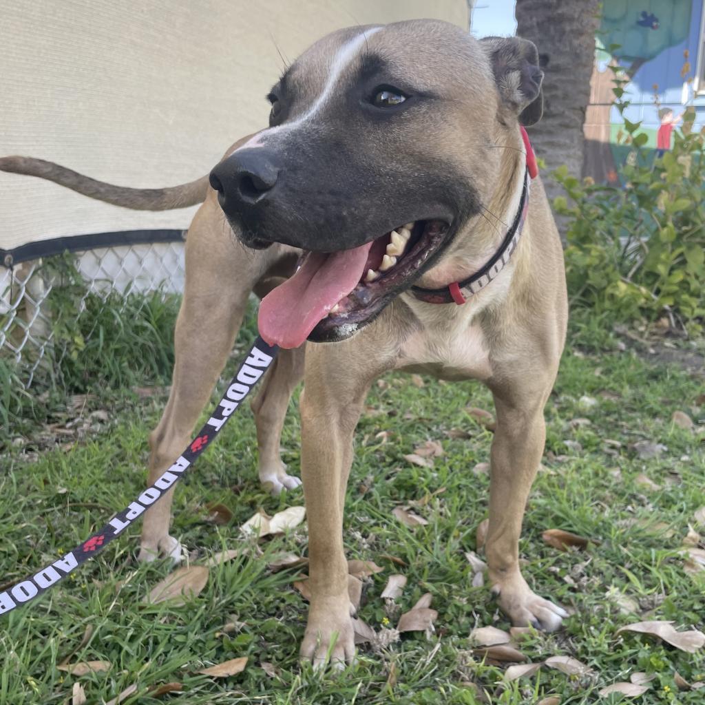 Simba, an adoptable Pit Bull Terrier in Laredo, TX, 78041 | Photo Image 5