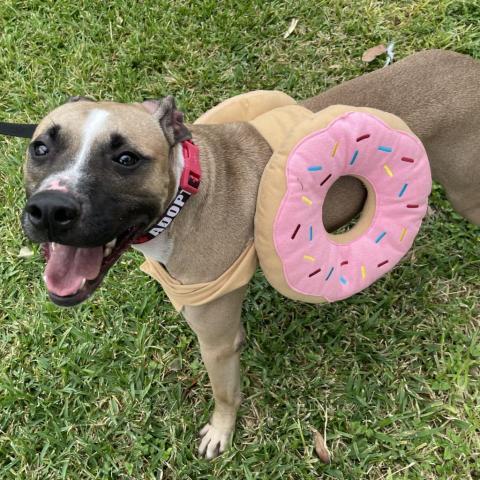 Simba, an adoptable Pit Bull Terrier in Laredo, TX, 78041 | Photo Image 6