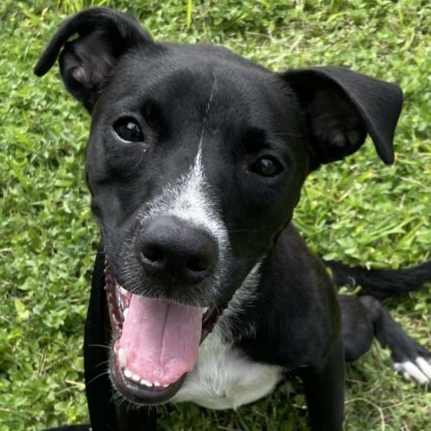 Lucky, an adoptable Boxer, Labrador Retriever in Laredo, TX, 78041 | Photo Image 1