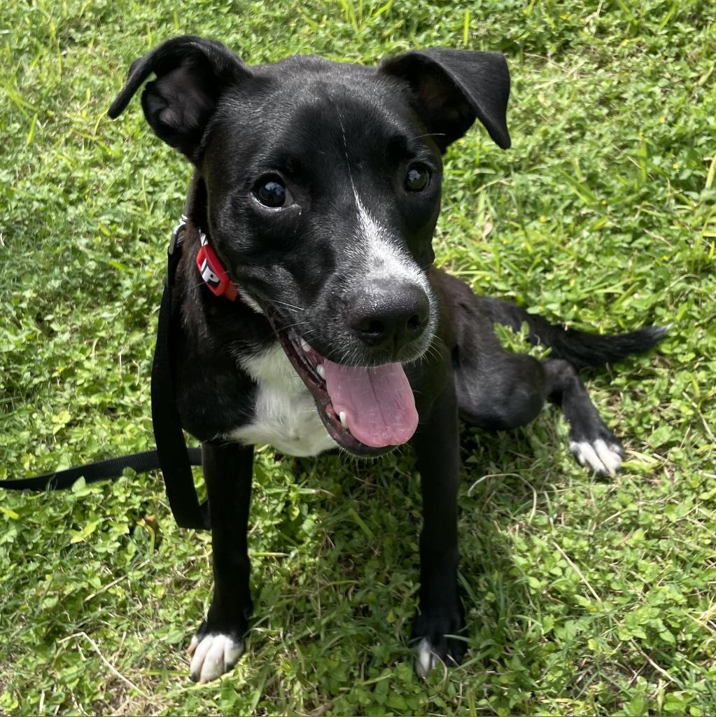 Lucky, an adoptable Boxer, Labrador Retriever in Laredo, TX, 78041 | Photo Image 3