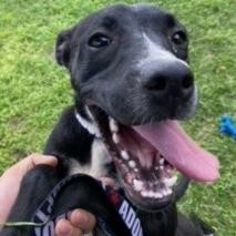 Lucky, an adoptable Boxer, Labrador Retriever in Laredo, TX, 78041 | Photo Image 6