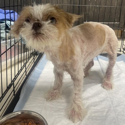 Riley, an adoptable Shih Tzu in Laredo, TX, 78041 | Photo Image 1