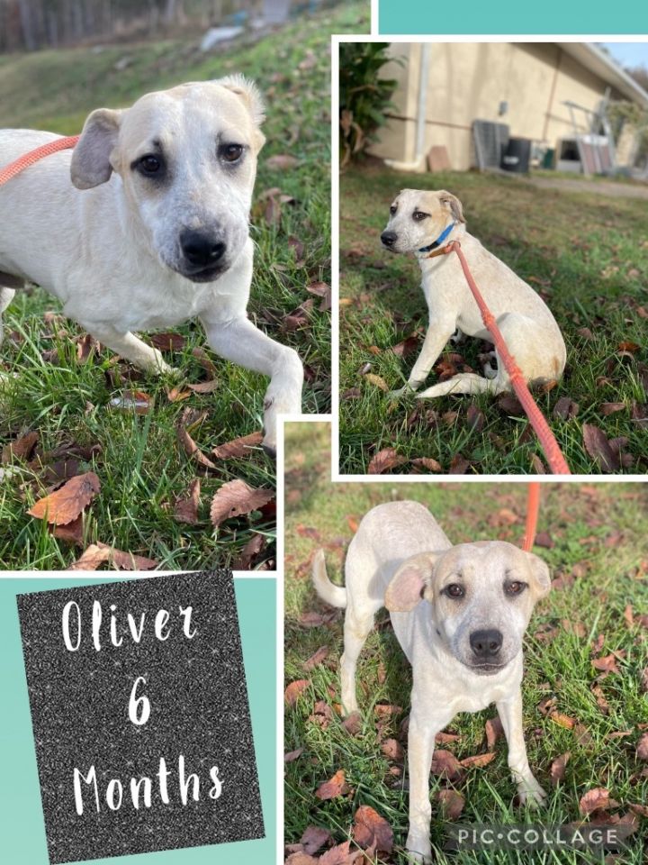 Oliver 2