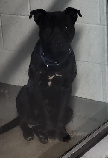 Maddox, an adoptable Mixed Breed in Crandon, WI, 54520 | Photo Image 1