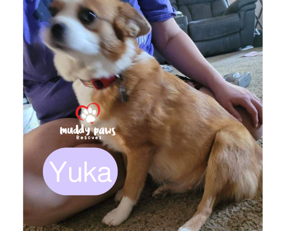 Yuka - Adoption Pending