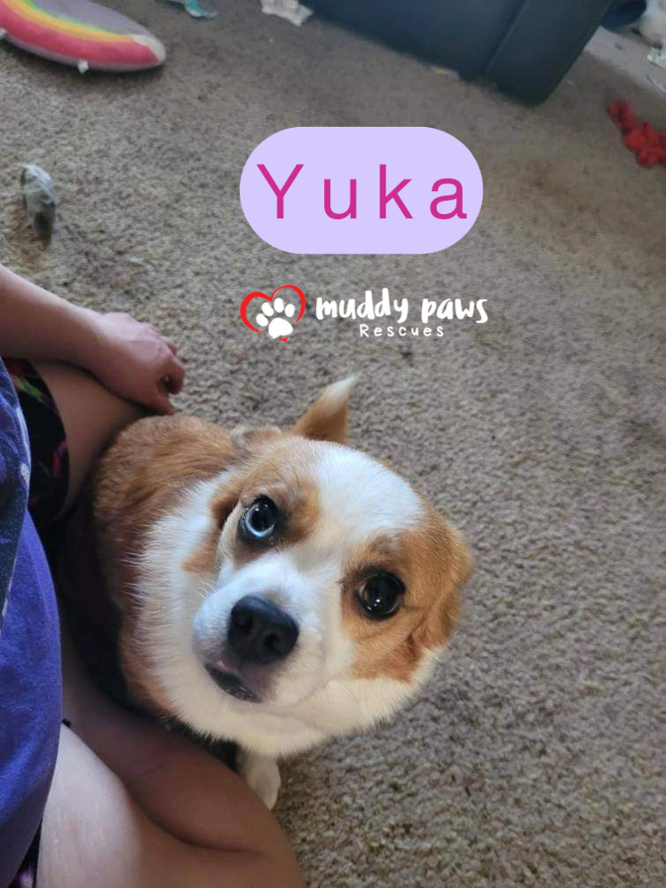 Yuka - Adoption Pending