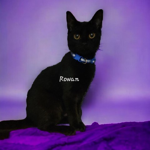 Rowan 1