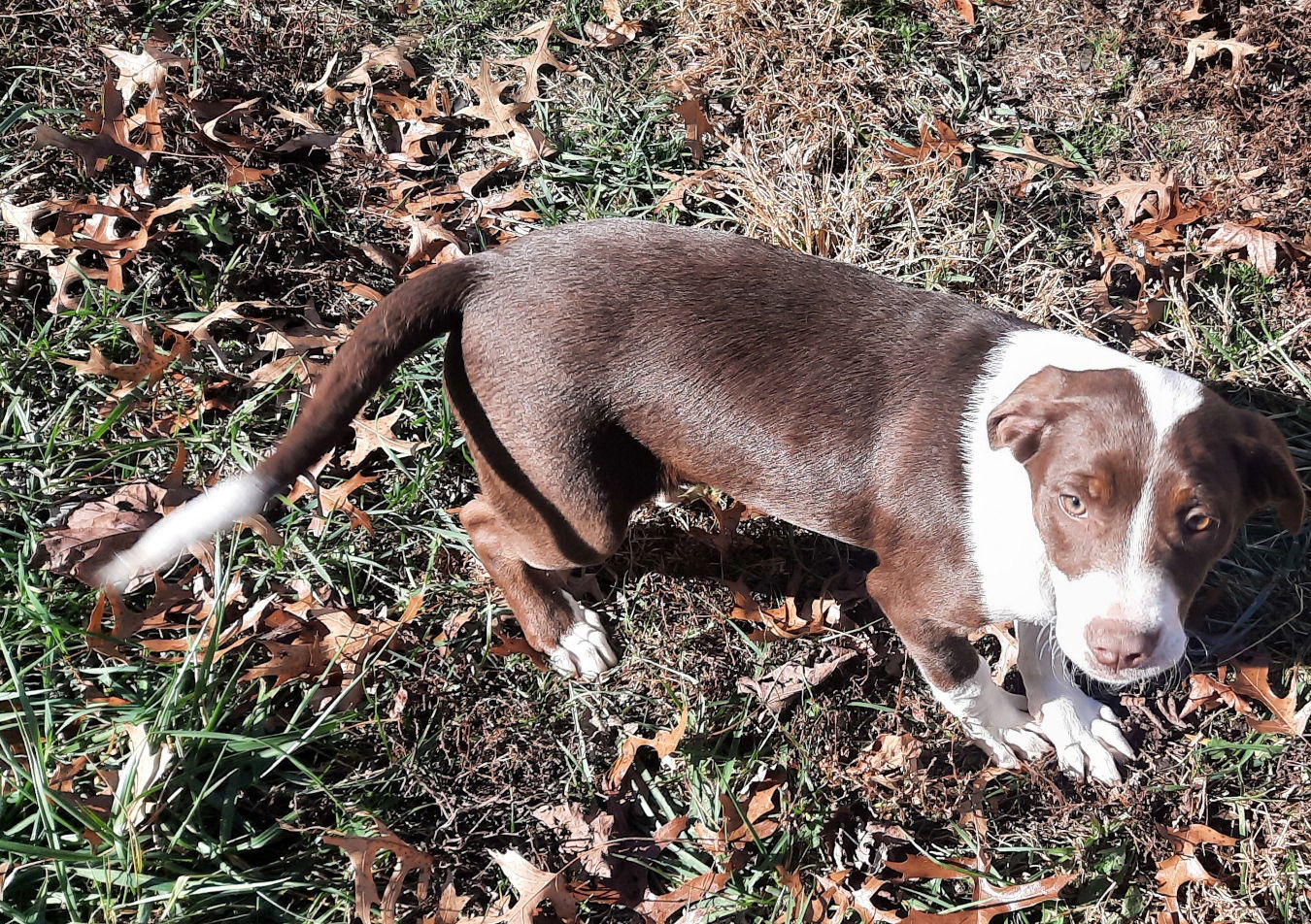 Petunia