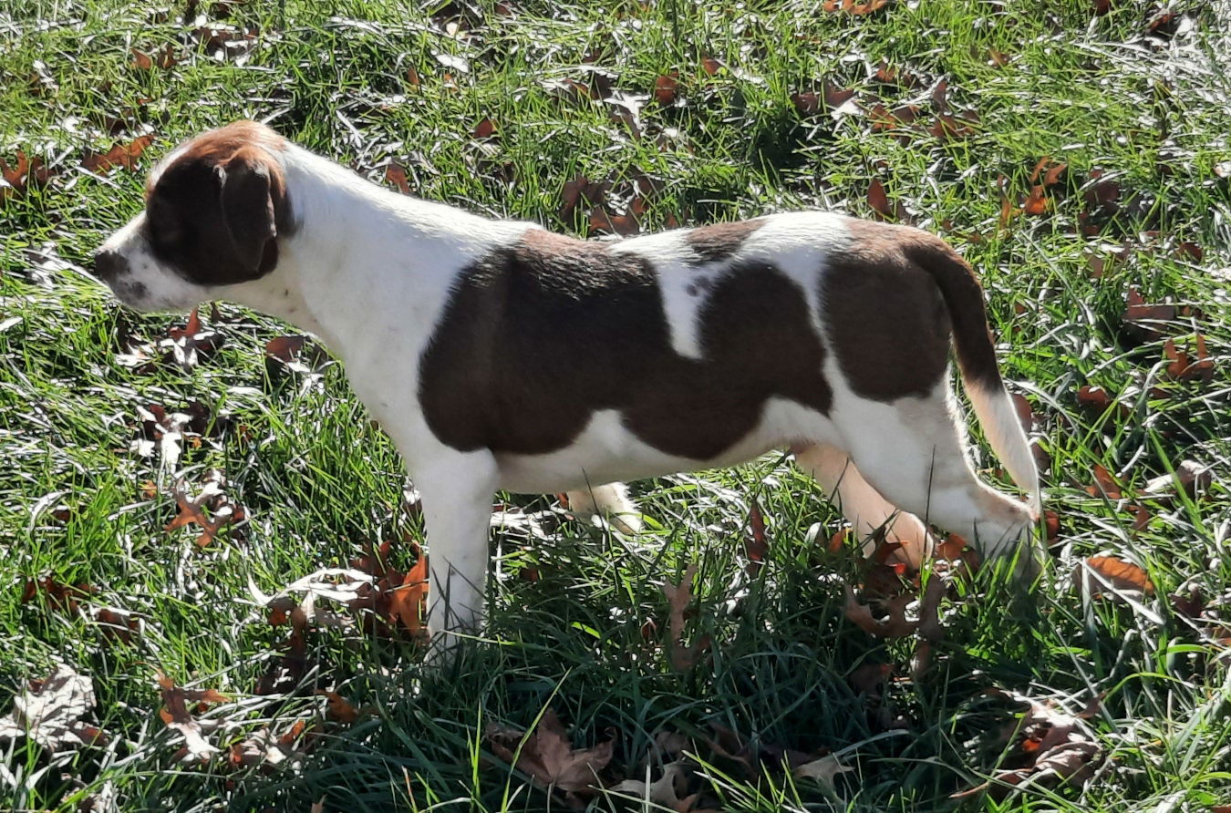 Percy