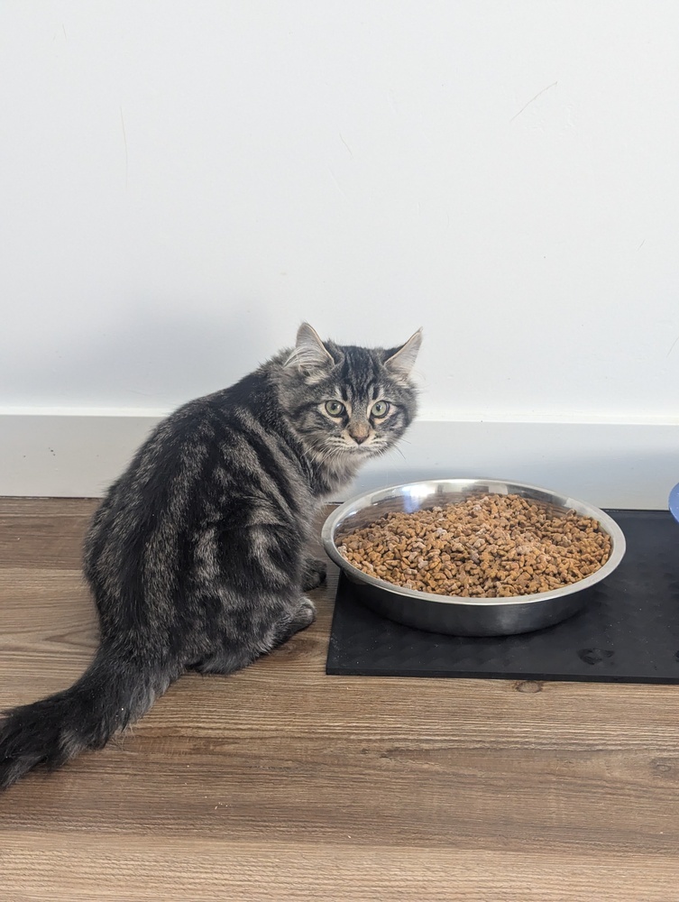 Smokey, an adoptable Domestic Long Hair in Salmon, ID, 83467 | Photo Image 1