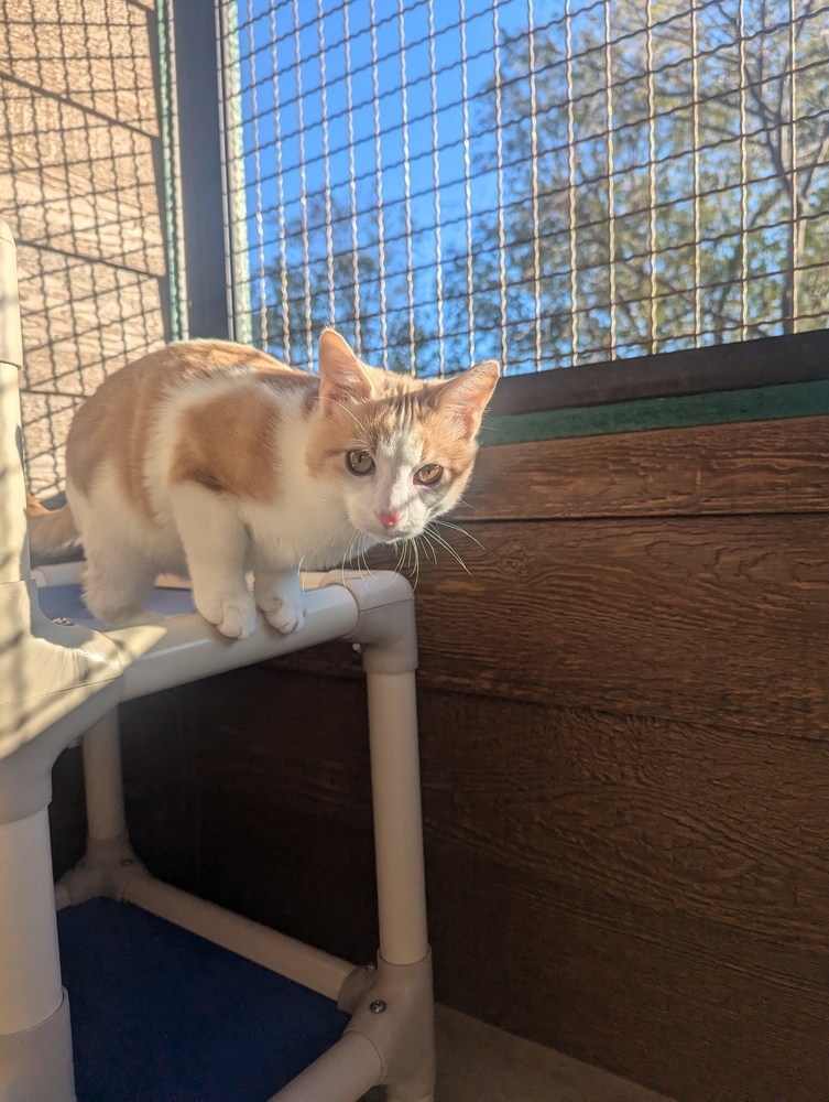 Poncho, an adoptable Domestic Short Hair in Salmon, ID, 83467 | Photo Image 1