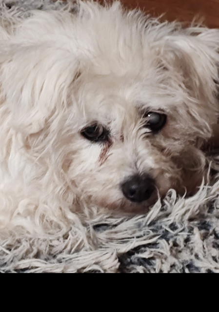 Moxie, an adoptable Maltese in Brewster , NY, 10509 | Photo Image 1