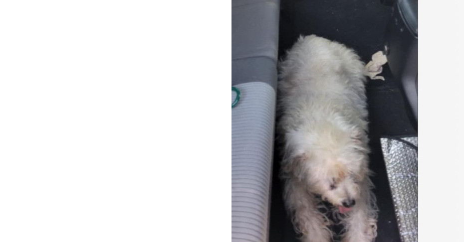 Moxie, an adoptable Maltese in Brewster , NY, 10509 | Photo Image 2