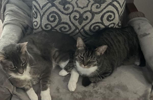 Carbonara thumbnail 3