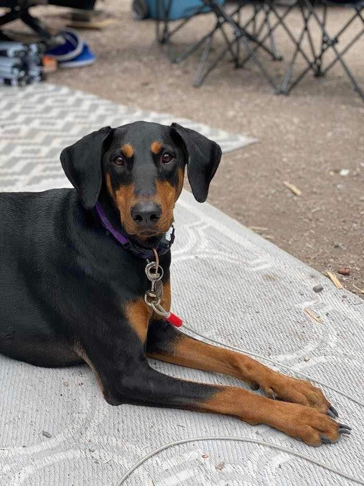 COURTESY POST Maeby (CALGARY, AB), an adoptable Doberman Pinscher in Edmonton, AB, T6E 0T7 | Photo Image 3