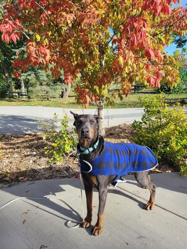 Nyx (RED DEER, AB), an adoptable Doberman Pinscher in Edmonton, AB, T6E 0T7 | Photo Image 5